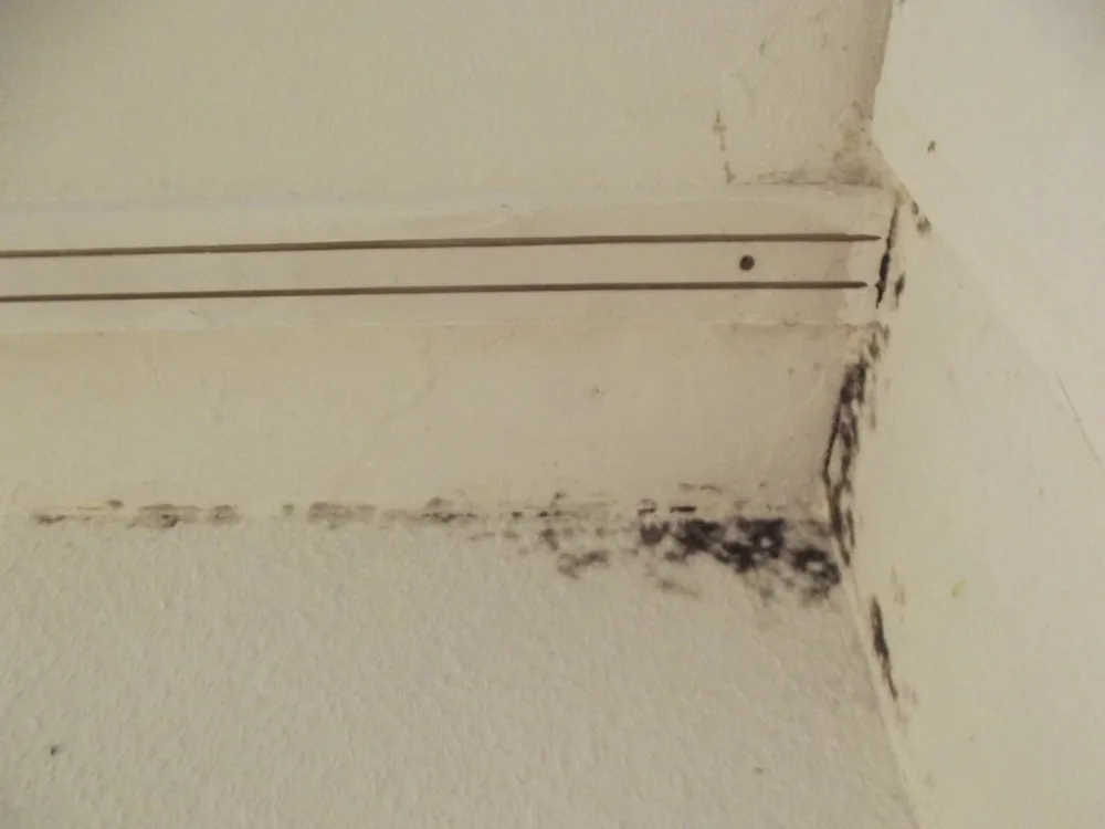 Technician in protective gear removing a mold-damaged wall in a Ridge home